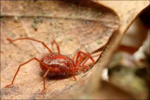 Charletonia cardinalis