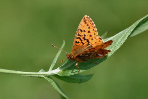 Boloria aquilonaris
