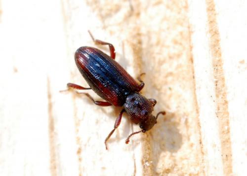 Bothrideres bipunctatus