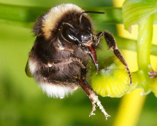 Bombus sp.