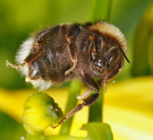 Bombus sp.