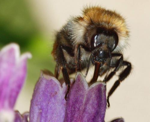 Bombus sp.