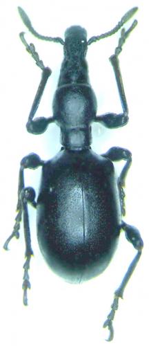 Réf. 28 285 : Cylas sp.