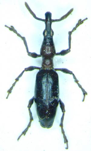 Réf. 28 310 : Cylas formicarius
