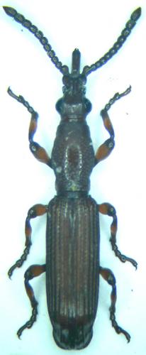 Réf. 28 643 : Symmorphocerus alluaudi