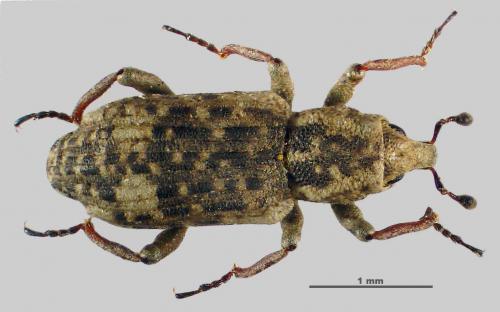 Bagous tempestivus