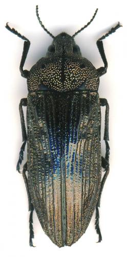 Réf. 28 820 : Thurntaxisia cottyi
