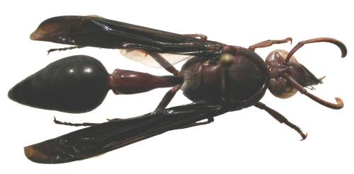 Delta emarginatum