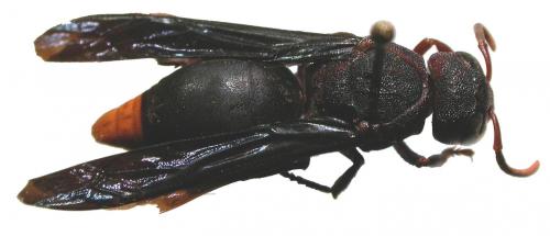 Réf. 28 945 : Tricarinodynerus sp.