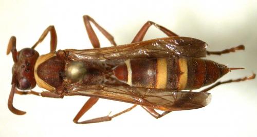 Réf. 28 971 : Polistes badius