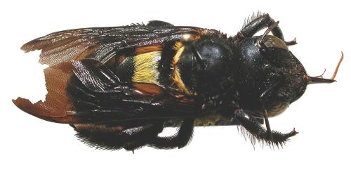 Réf. 28 946 : Xylocopa inconstans