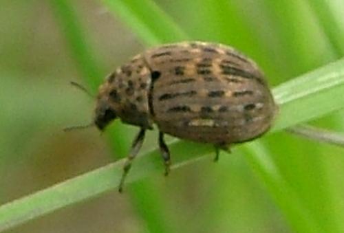 Byrrhus sp.