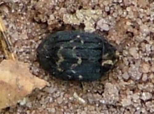Byrrhus sp.
