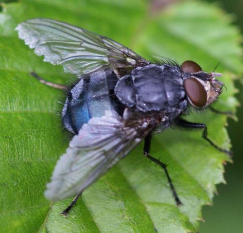 Calliphora vicina