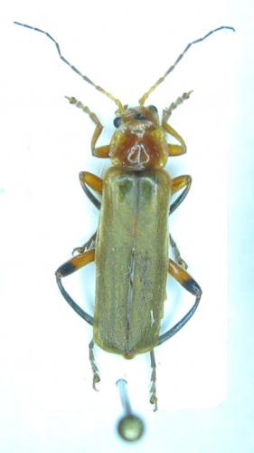 Cantharis livida