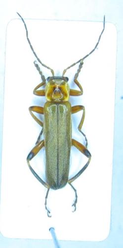 Réf. 28 016 : Metacantharis discoidea