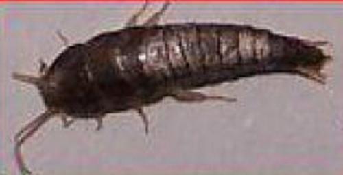 Lepisma saccharina