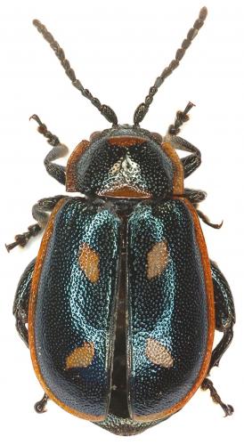 Réf. 28 609 : Oedionychis cincta