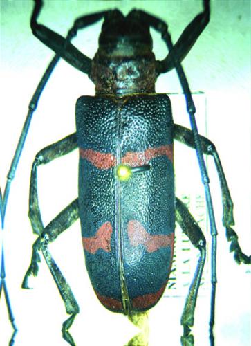 Ceroplesis aestuans