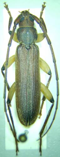 Hypoeschrus dallonii