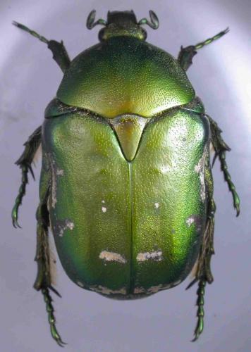 Réf. 28 742 : Protaetia ungarica