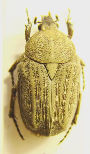 Polystalactica punctulata