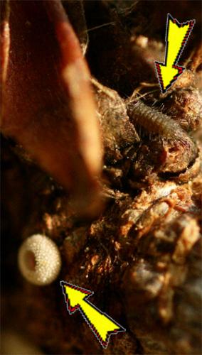 Réf. 28 472 : Favonius quercus