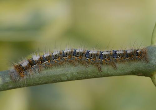Lasiocampa quercus