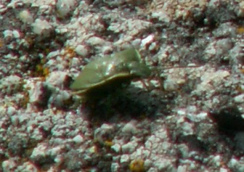 Réf. 28 213 : Chlorochroa juniperina