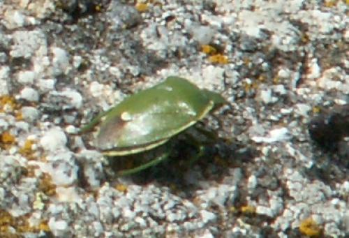 Réf. 28 212 : Chlorochroa juniperina