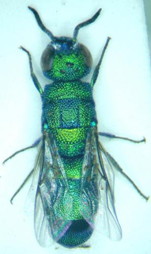 Chrysidini