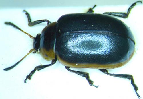 Mesoplatys cincta