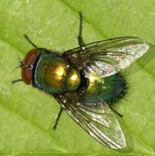 Lucilia sp.