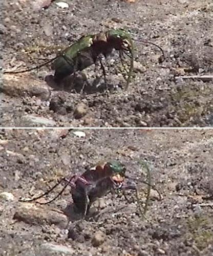Réf. 28 875 : Cicindela sp.