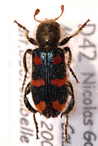 Trichodes flavocinctus