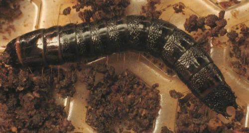 Stenagostus rhombeus