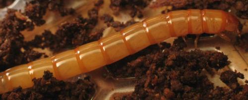 Uloma culinaris