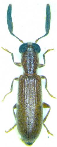 Teloclerus sp.