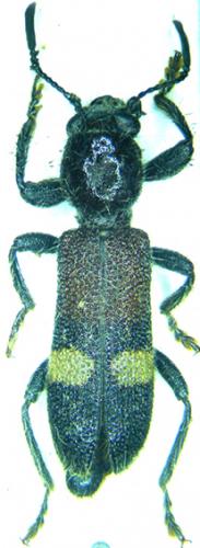 Phloiocopus tricolor