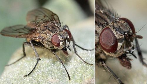 Réf. 28 439 : Phaonia sp.