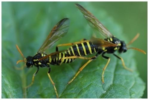 Réf. 28 219 : Tenthredo scrophulariae
