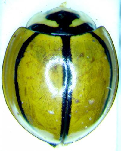 Cheilomenes propinqua vicina