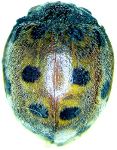 Réf. 28 478 : Henosepilachna reticulata