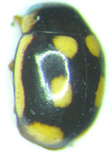 Réf. 28 286 : Hyperaspis sp.
