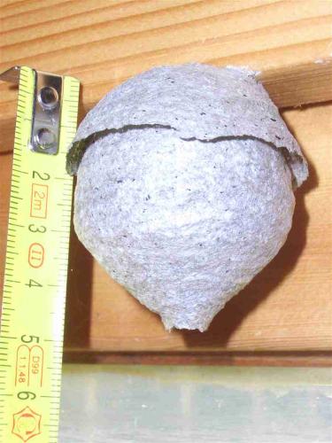 Réf. 28 559 : Dolichovespula saxonica