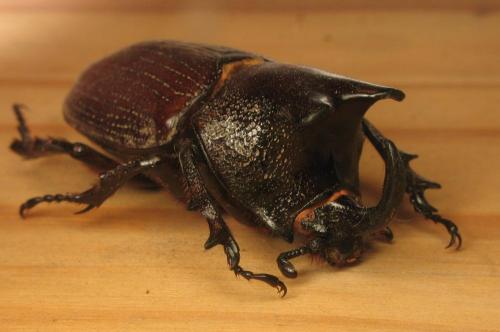 Réf. 28 243 : Coelosis biloba