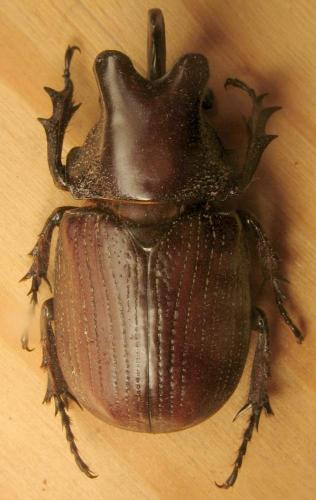 Coelosis biloba