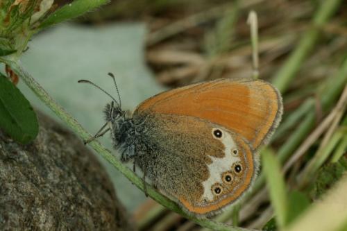 Réf. 28 190 : Coenonympha gardetta darwiniana