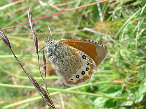 photo de papillon