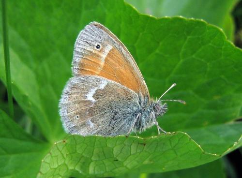 Coenonympha tullia